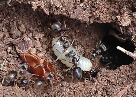 Ants 6